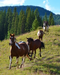 Horses running near Platoro Colorado 