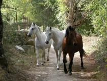 Horses we came across while out for a walk 