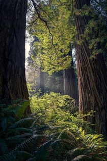 Huge Redwoods in Jedediah Smith Redwoods State Park CA  Ig holysht