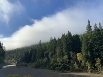 Humboldt Redwoods State Park as a Morning Fog Lifts OC - RawNo filter  x 