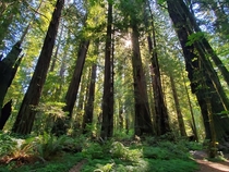 Humboldt Redwoods - sun beams and leaves OC  x 