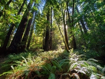 Humbolt Redwoods State Park shot OC  x 