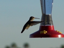 Hummingbird at the feeder Sorry its only  Taken in Fountain Hills AZ