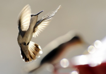 Hummingbird mid-flight 