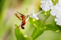 Hummingbird Moth Macroglossum stellatarum drinking from Phlox Washington CT 