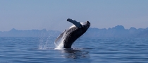Humpback Whale breaching 