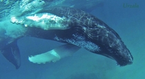 Humpback whale calf Megaptera novaeangliae 