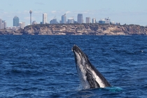 Humpback Whale km from Sydney Harbour x-post rAustralia 