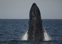 Humpback whale surfacing 