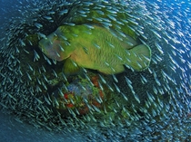 Humphead Wrasse in a school of Glass Fish  by Christian Miller