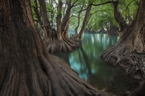 Hundreds of old cypresses guard the perimeter of Lake Camcuaro and its turquoise-colored crystal clear water Javier Eduardo Alvarez writes of this small Mexican lake 