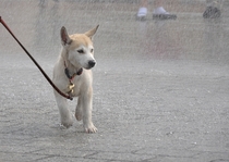 Husky puppy in the rain at the Main Square Cracow Poland -- 