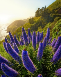 Hwy  is mind blowing and so are these wildflowers Pride of Madeira Big Sur CA 