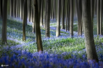 Hyacinth dream Hallerbos Belgium 