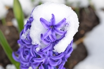 Hyacinth with a scarf of snow this morning