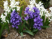 Hyacinths Hyacinthus orientalis