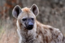 Hyena Hyaenidae
x