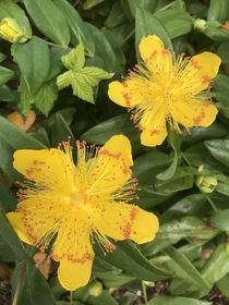 Hypericum perforatum St Johns Wort blooming a little early for th June