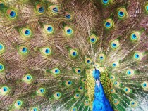 Hypnotic Peacock Pavo cristatus 