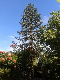 I absolutely love my front yard Araucaria araucana Monkey Puzzle Tree 