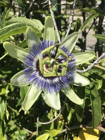 I believe this is a Passion flower It and a bunch of others were growing on a vine in my backyard We didnt plant them