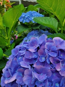I couldnt believe the color of this hydrangea 