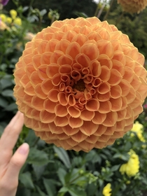 I dont know what type of flower this is but its beautiful and mesmerizing