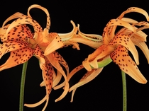 I found an old image of mine thats perfect for this subreddit Tiger Lilies Lilium lancifolium