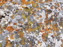 I found this in Northern Wyoming near the exit of Yellowstone Simple lichens on a boulder  
