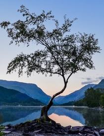 I got up at am to take the lone tree at sunrise Llyn Padarn North Wales 