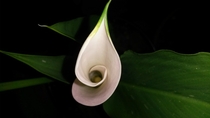 I like how night time pictures turn out - Novelty Calla LilyZantedeschia aethiopica 