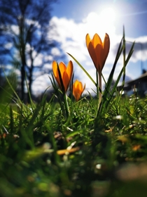I love spring even if its actually too early for the Gold crocus Crocus flavus 