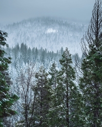 I love the forest just after a dusting Stanislaus National Forest 
