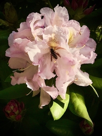 I love the variety of rhododendrons in my new houses yards and the bees too