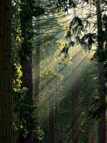 I love the warmth of sun rays while smelling the scent of lovely mammoth trees 