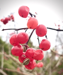 I loved the contrast of the snail against the translucent berries Think its Guelder Rose 
