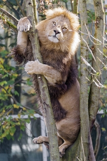 I may be stuck - Lion Panthera leo 