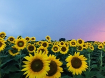 I passed by a sunflower field during sunset before a thunderstorm 