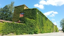 I passes this huge abandoned warehouse in Sweden its completely covered in vines on all sides 