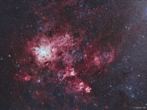 I photographed the largest star-forming region in the local group known as the tarantula nebula in true colour Only viewable from the southern hemisphere it forms part of the Large Magellanic Cloud which is a dwarf galaxy that orbits the Milkyway