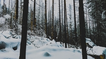 I really like forests but this one was quite dark and creepy I know that its only some snow and trees yet it got me at the time of capturing the photo On the way to Morskie Oko Lake Tatra Mountains 
