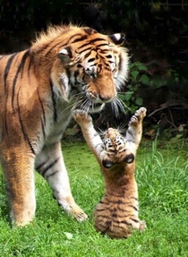 I saw a butterfly tthhhiiiisss big Tiger and her cub