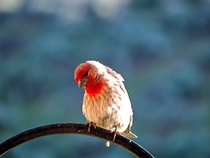 I saw this little finch this morning I think I confused him 