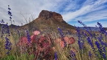 I see your purple cactus and raise you a pink cactus plus bluebonnets also Big Bend NP 