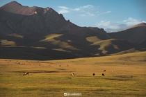 I spent the afternoon watching cows graze and listening to donkeys moan Song-Kul Kyrgyzstan 