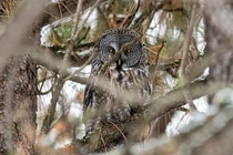 I think that he saw me first Great Gray Owl 