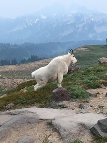 I thought this mountain goat in Mt Rainier NP was posing for me He was peeing 