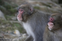 I took a picture of monkeys in Japan 