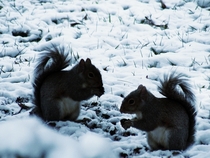 I took a picture of Some Squirrels in the snow X-Post from rITAP x