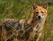 I took this photo of The Golden Jackal at the forest where The Jungle Book by Sir Rudyard Kipling took place